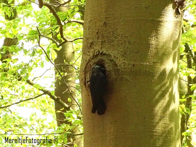 kraai bij spechtennest