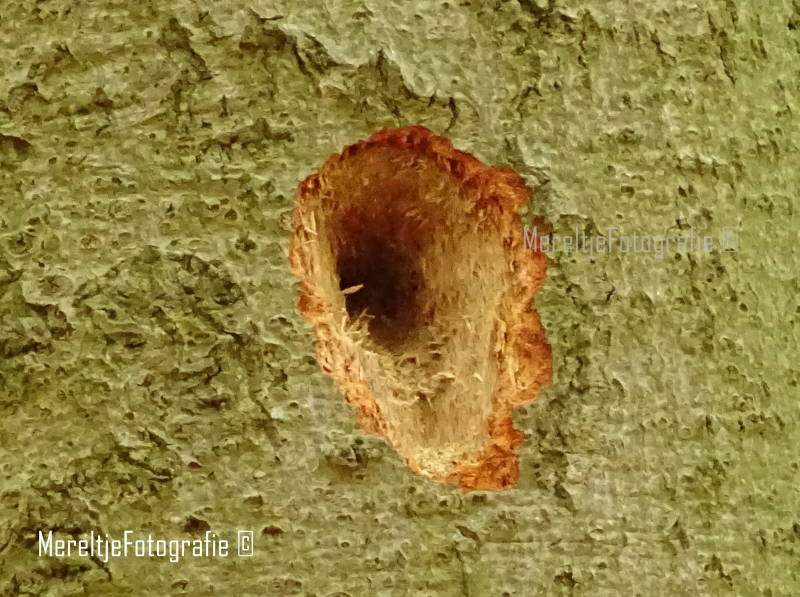 spechten nest in aanbouw