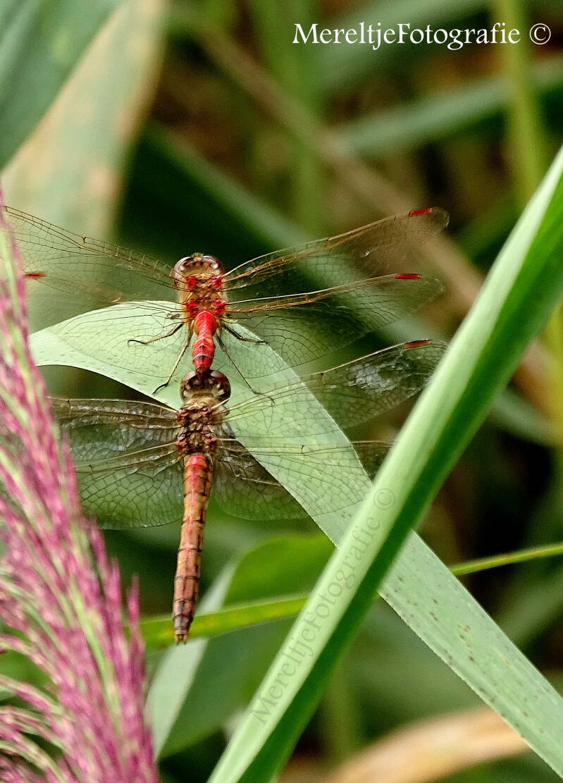 steenrode heidelibel