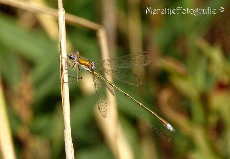 tengere pantserjuffer