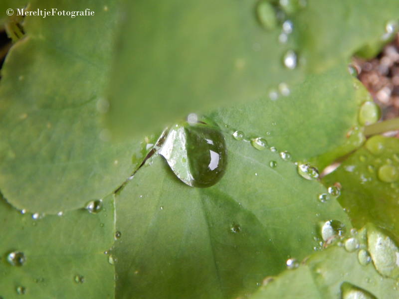 regendruppels op blad