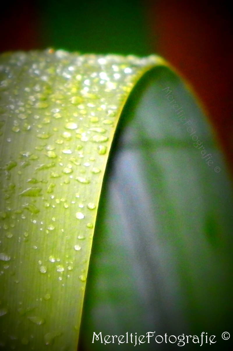 regendruppels op blad