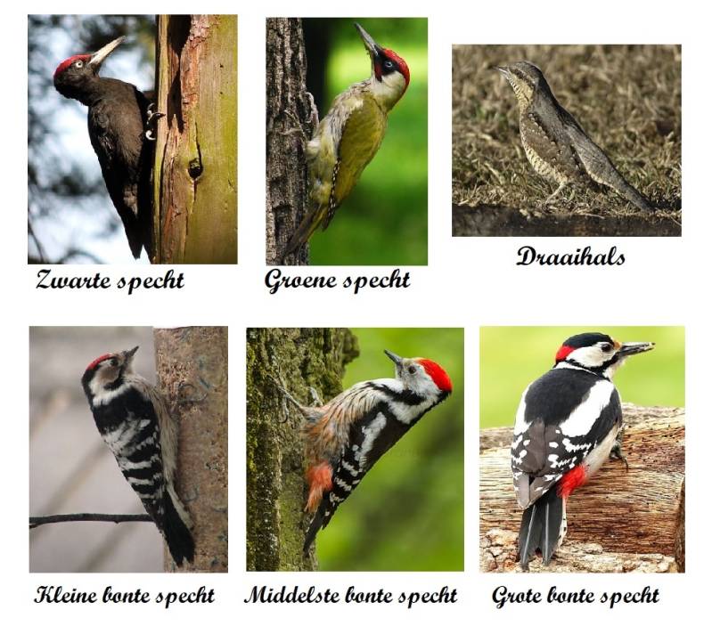 6 spechten soorten