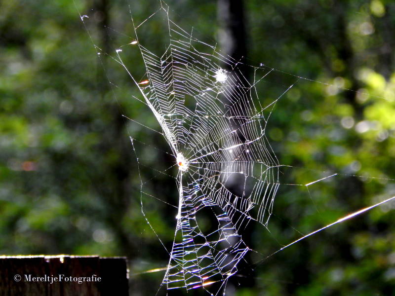 spinnenweb