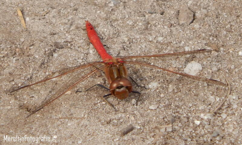steenrode heidelibel