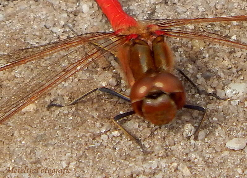 steenrode heidelibel