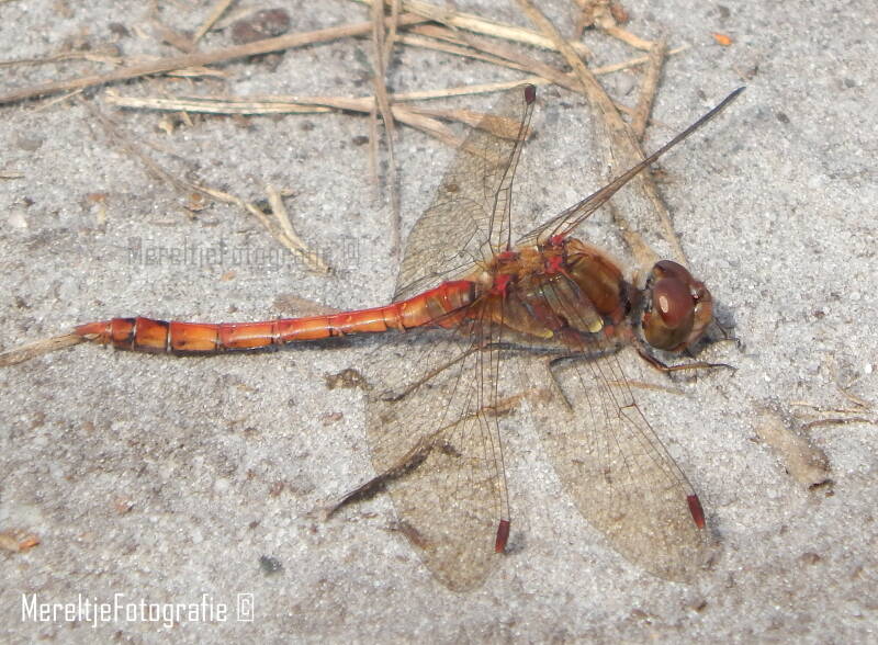 steenrode heidelibel