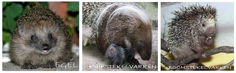 stekelvarken egel