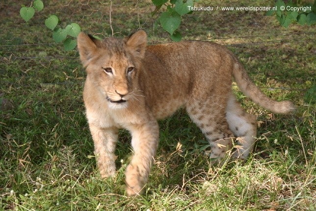 welpje leeuw