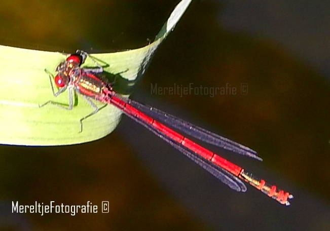 juffertje vuurjuffer rood