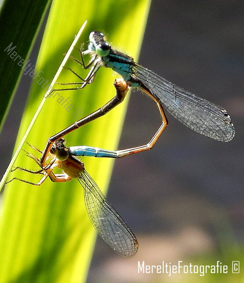 lantaarntje man en vrouw parend