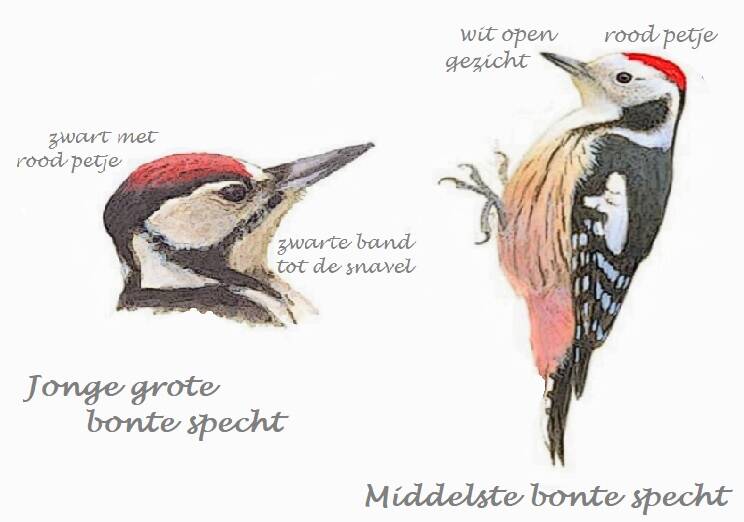 verschil jonge groe bonte en middelste bonte specht