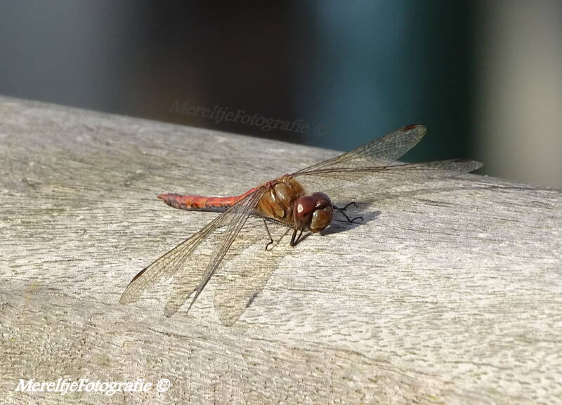 steenrode heidelibel