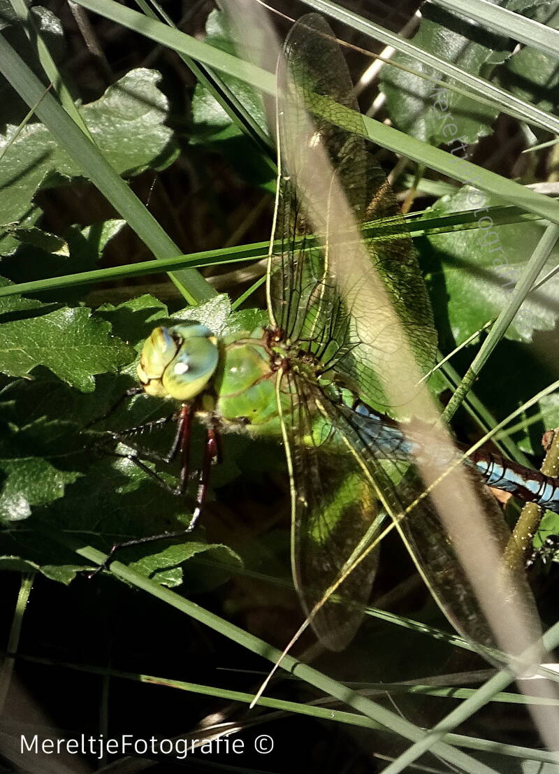 grote keizerlibel
