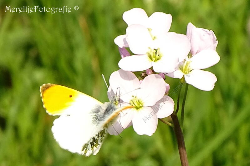 oranjetipje man op pinksterbloem
