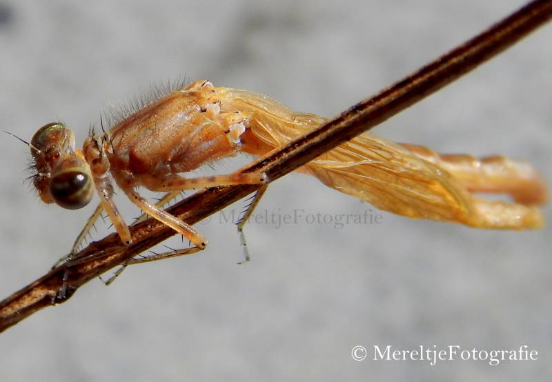 jonge juffer net uitgeslopen vleugels nog niet gevuld