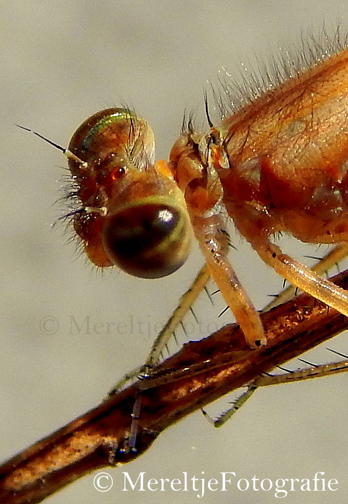 jonge juffer net uitgeslopen nog niet op kleur