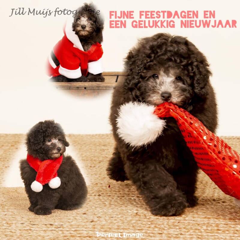 Fijne feestdagen en een gelukkig nieuwjaar