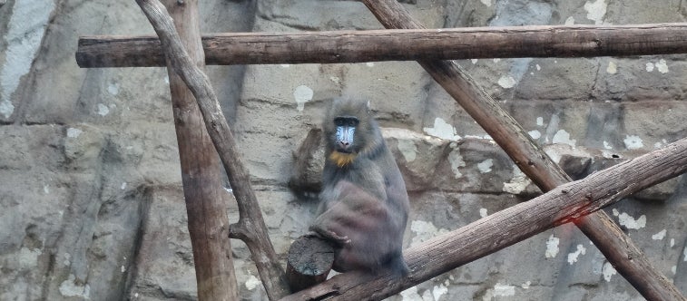 apen van de oude wereld / primaten / zoogdieren / gewervelden | Wilde