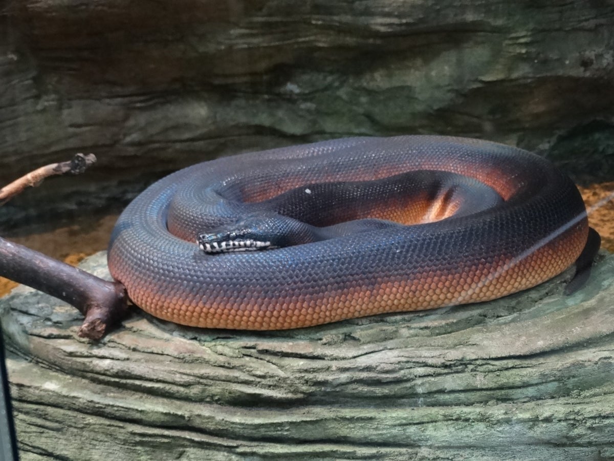 pythons / Pythonoidea / slangen / schubreptielen (slangen, hagedissen ...