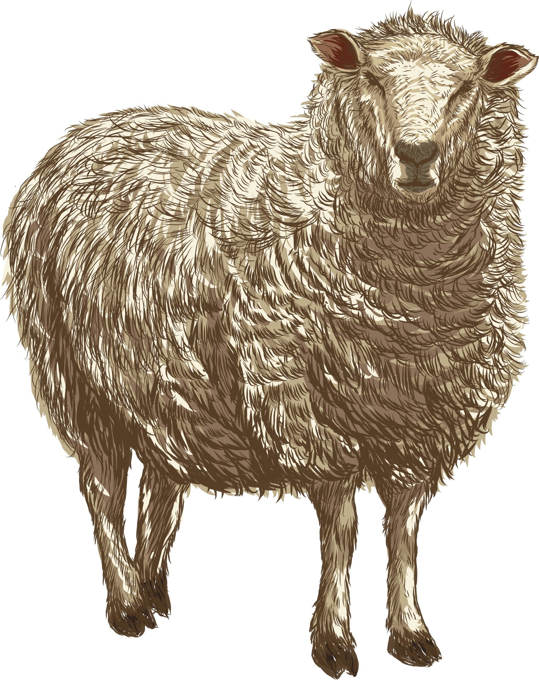 merino schapenwol