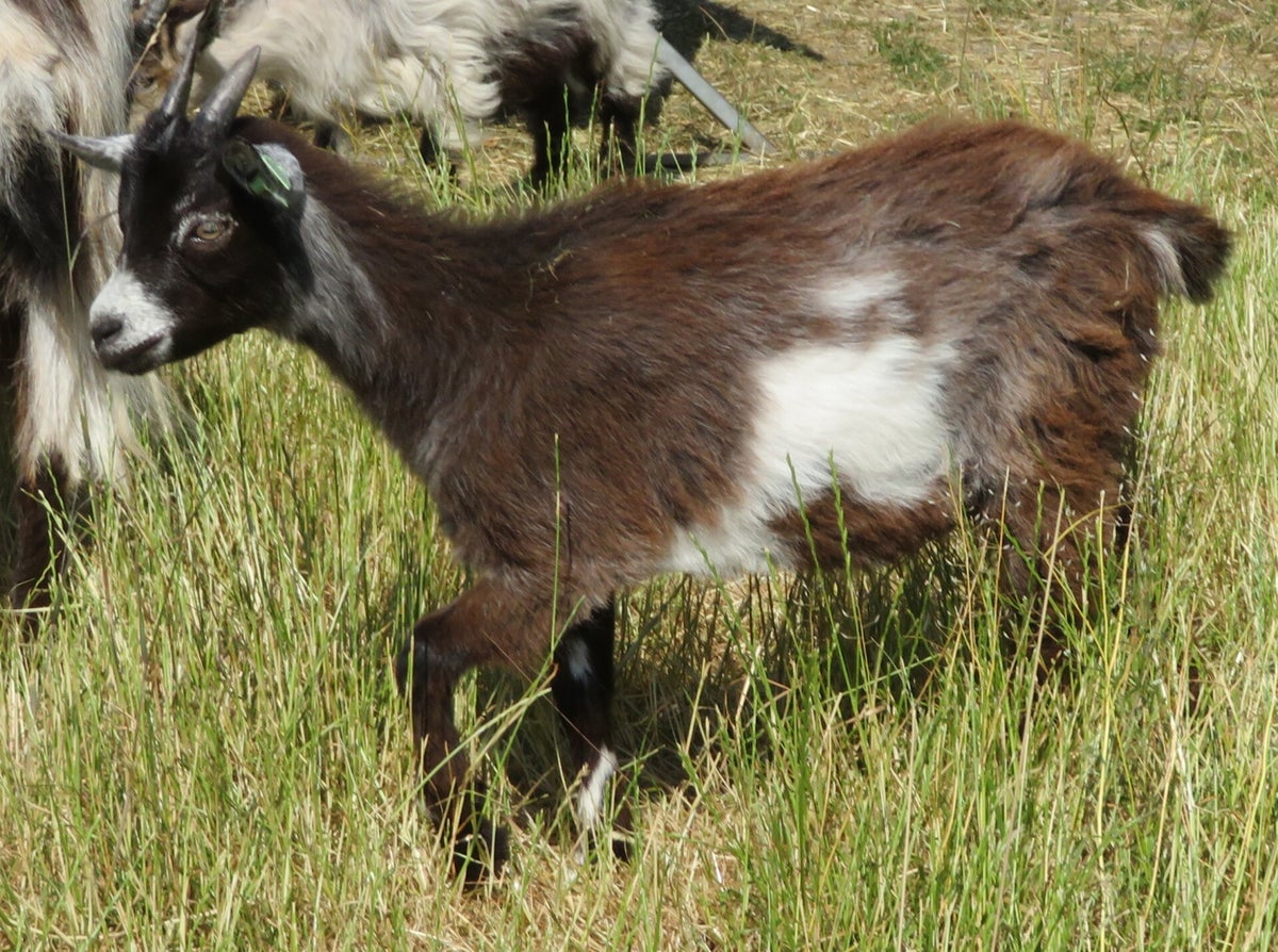 De lammeren van 2023 / Onze geiten en bokken | Nederlandse-landgeiten