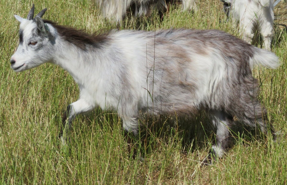 De lammeren van 2023 / Onze geiten en bokken | Nederlandse-landgeiten