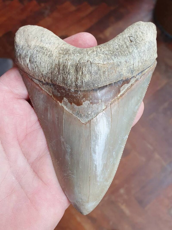 Code M-11 - Megalodon haaientand, Indonesie, 12.9 cm