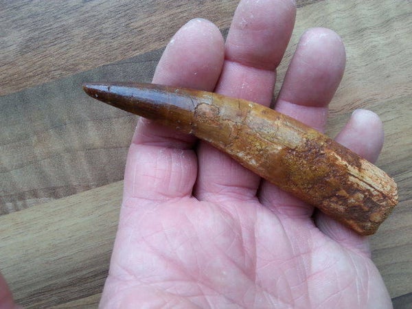 Code D-02 Spinosaurus dinosaurus tand, 11.3 cm