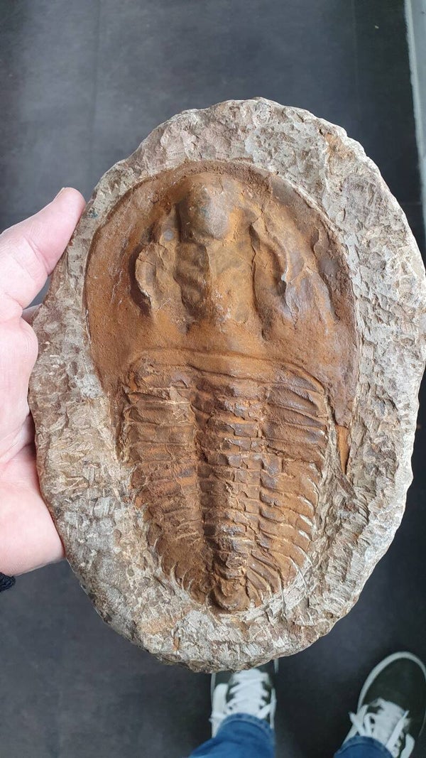 Code O-03 - Andalusiana Paradoxis trilobiet (15,5 cm)