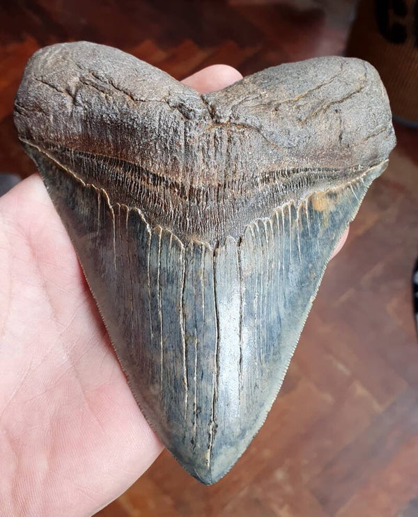Code M-05 - Megalodon haaientand, South Carolina, USA, 14.5 cm