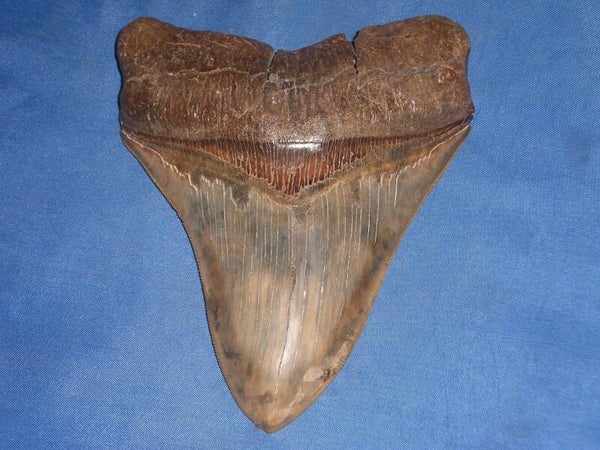 Megalodon haaientand, South Carolina, USA, 13.7 cm