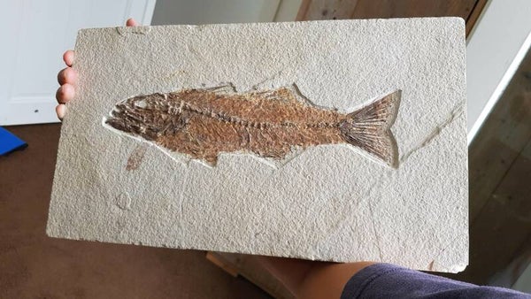 Code V-03 - Mioplosus vis (29,2 cm)