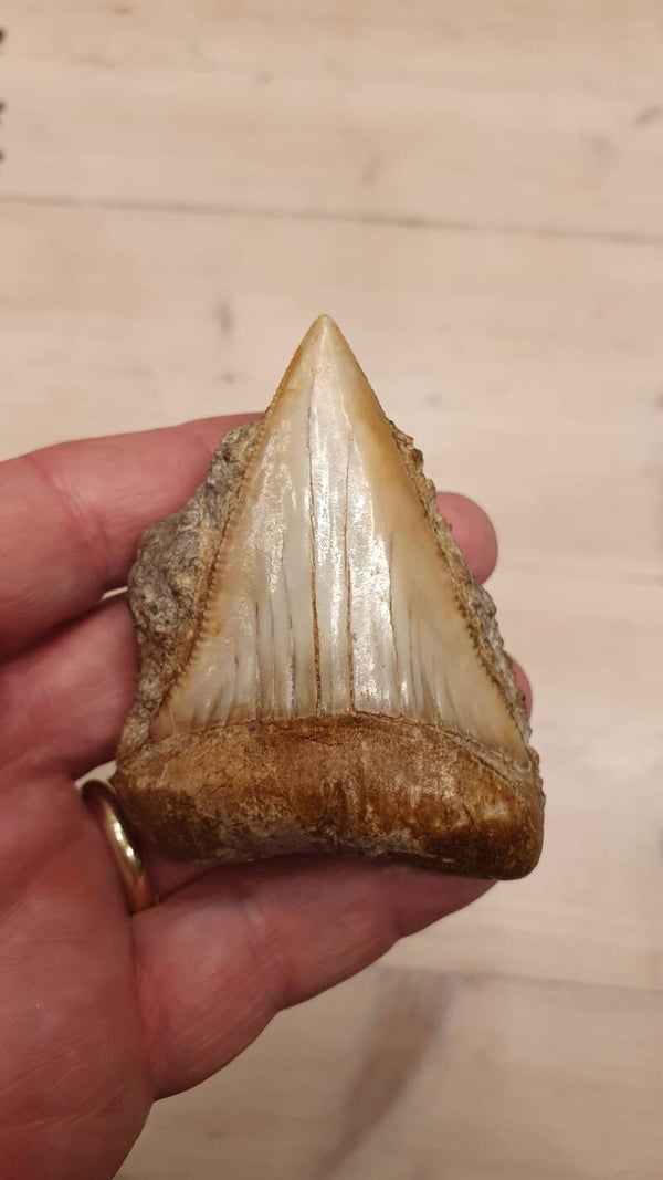 Code G-01 - Great White haaientand, Chili, 7.1 cm