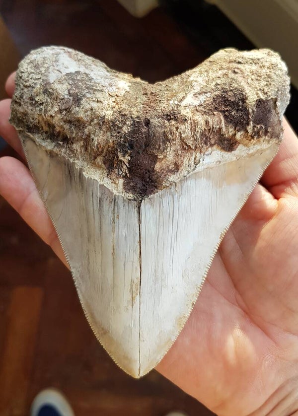 Code M-01 - Megalodon haaientand, Peru, 14.4 cm