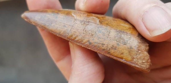 Code D-03 - Carcharodontosaurus dinosaurus tand