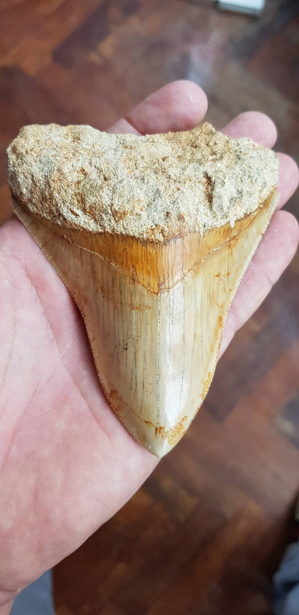 Megalodon tand, 11 cm, Indonesie