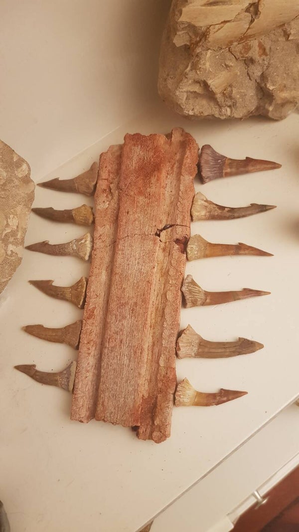 Code Z-02 - Onchopristis rostrum met 12 tanden (26 cm)