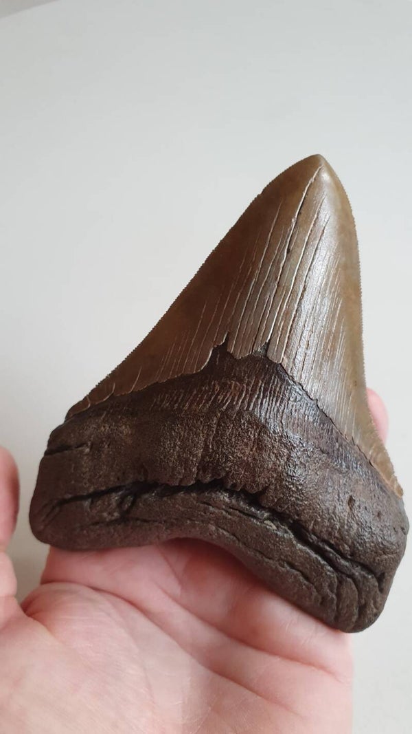 Code M-13 Megalodon haaientand, North Carolina, USA, 12.7 cm