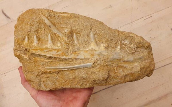 Code Z-02 Enchodus kaak