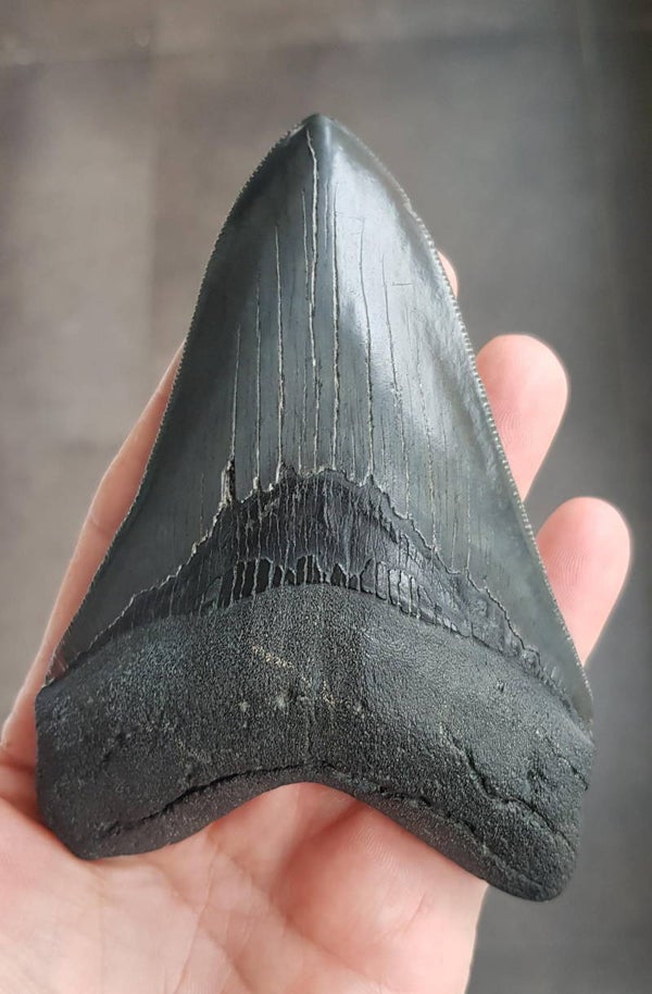 Code M-01 - Megalodon haaientand, 12.3 cm 