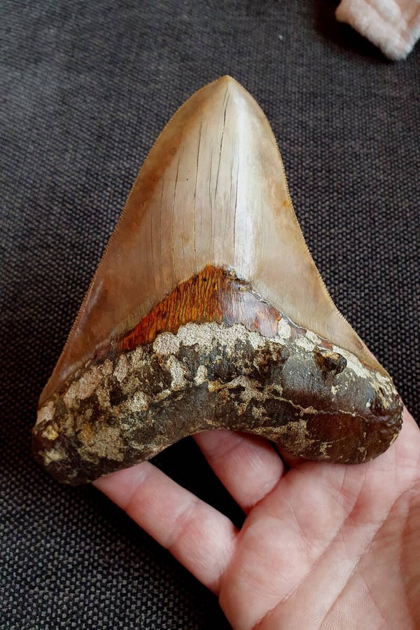 Code M-08 - Megalodon haaientand, Indonesie, 13.8 cm