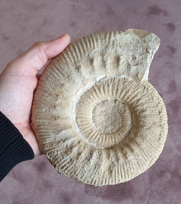 Code O-06 - Stephanoceras ammoniet ( 18 cm)