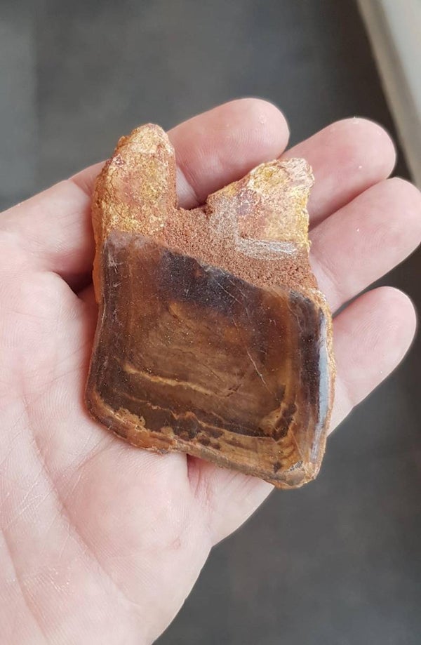 Code Z-03 - Lepidotus Pankowski vis schub (8.2 cm)