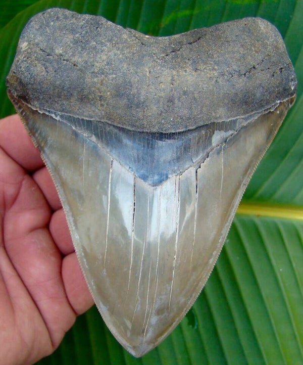 Code M-06 - Megalodon haaientand, Georgia, USA, 12.3 cm