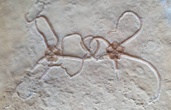 Code O-08 - Zeesterren in matrix