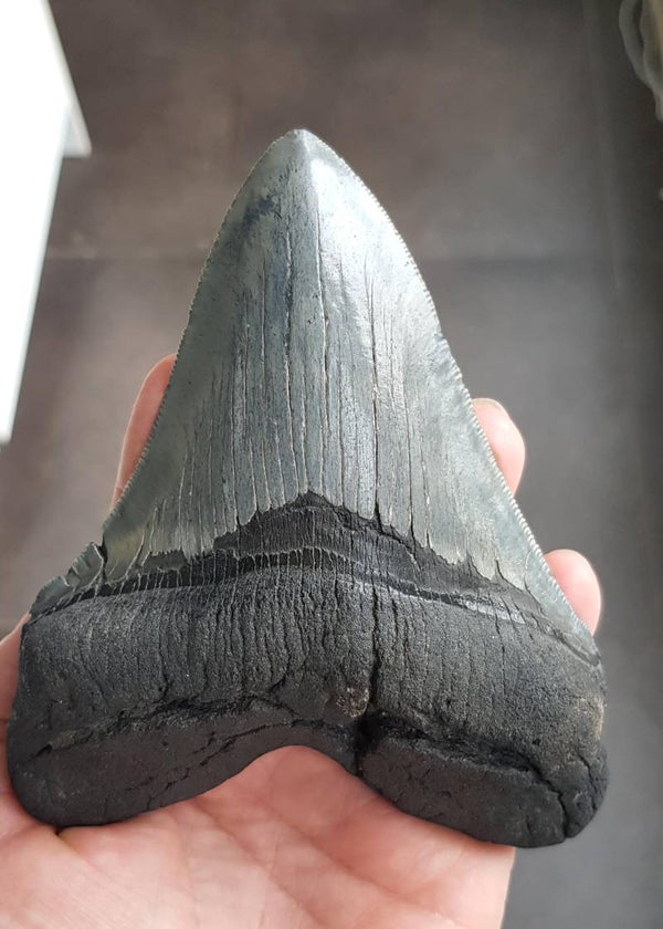 Code M-02 - Megalodon haaientand, 14.1 cm