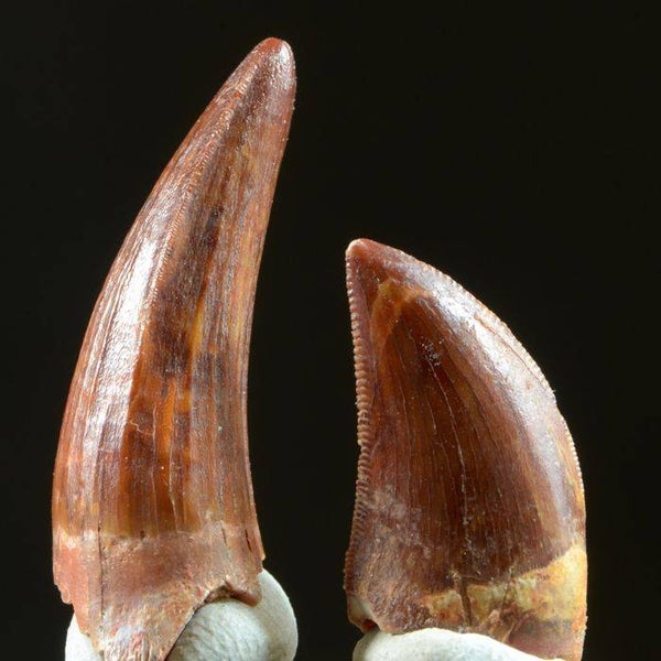 Code D-01   Mooie Spinosaurus en Carcharodontosaurus tanden