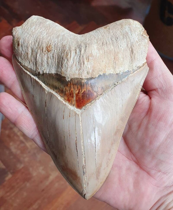 Code M-12 - Megalodon haaientand, Indonesie, 14.6 cm