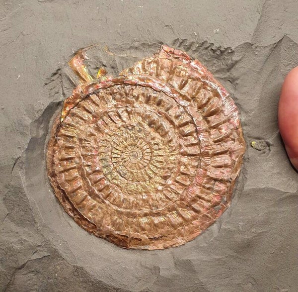 Code O-04 - Calloceras Johnstoni ammoniet (10cm)